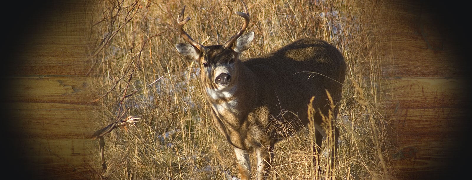 Kodiak Wilderness Lodge Sitka Blacktail Deer